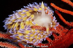 Gas flame nudibranch in its favourite habitat of a Palmat... by Peet J Van Eeden 